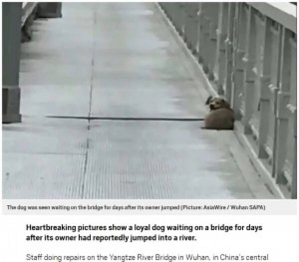 飼い主が飛び降り自殺した瞬間を目にした犬 橋の上で帰りを待ち続ける 中国 年6月11日 エキサイトニュース