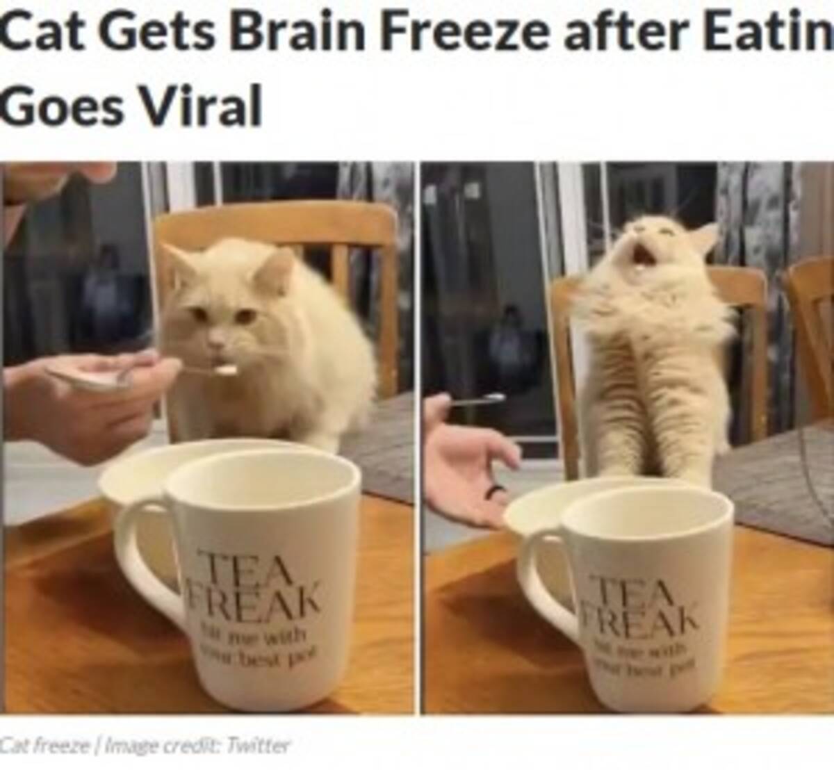 アイスクリームを食べたネコが気絶寸前に キーン と頭痛か カナダ 動画あり 2020年6月14日 エキサイトニュース
