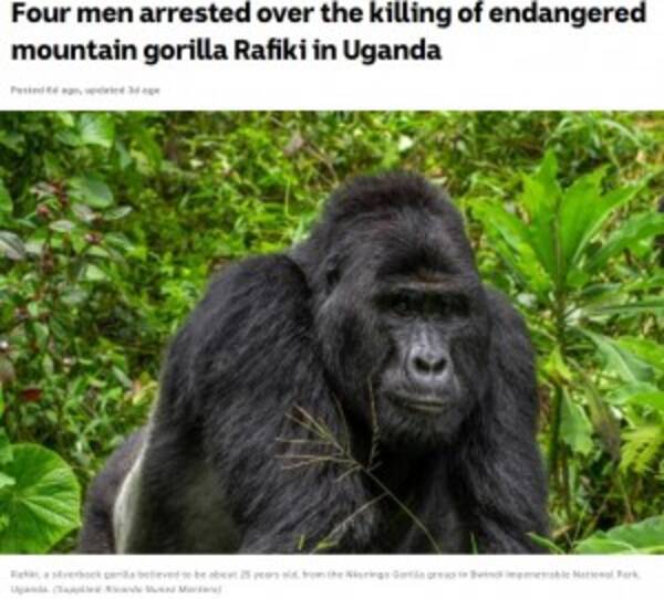 国立公園で人気者のマウンテンゴリラが殺害 密猟者4人を逮捕 ウガンダ 年6月日 エキサイトニュース