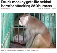 250人を襲ったアルコール依存症の猿、一生“独房”で過ごすことに（印）