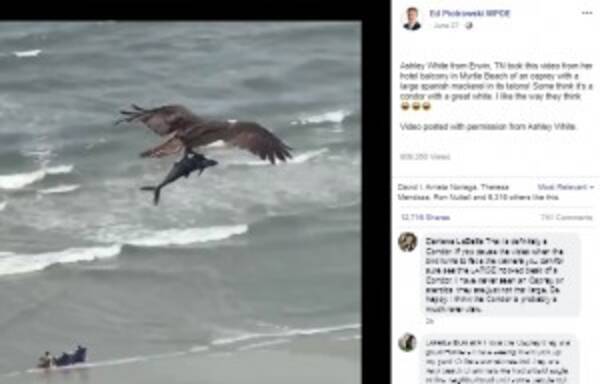 ビーチ上空を飛ぶ鳥 鉤爪で掴んでいるのはサメ 米 動画あり 年7月8日 エキサイトニュース