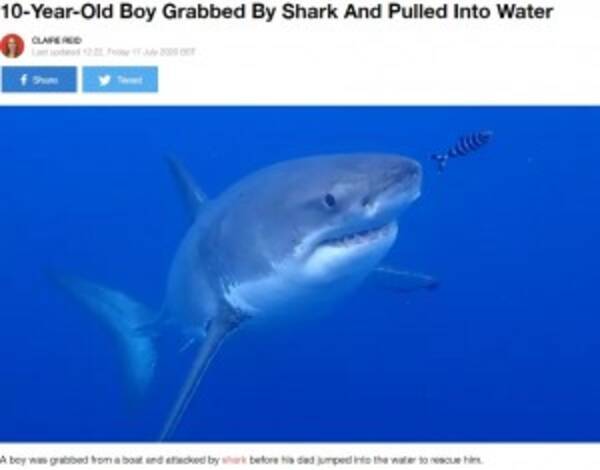 ボートの上にいたのに サメが10歳少年を襲う 豪でサメ被害続出の原因とは 年7月23日 エキサイトニュース