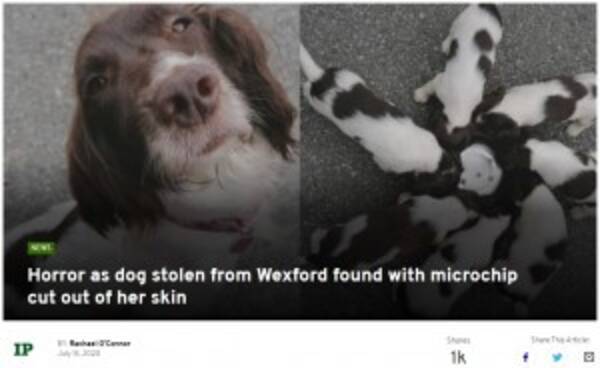盗まれた犬の親子 母犬は首のマイクロチップを抜き取られ路上に放置 アイルランド 年7月27日 エキサイトニュース