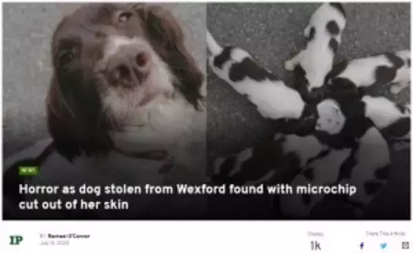 盗まれた犬の親子、母犬は首のマイクロチップを抜き取られ路上に放置（アイルランド）