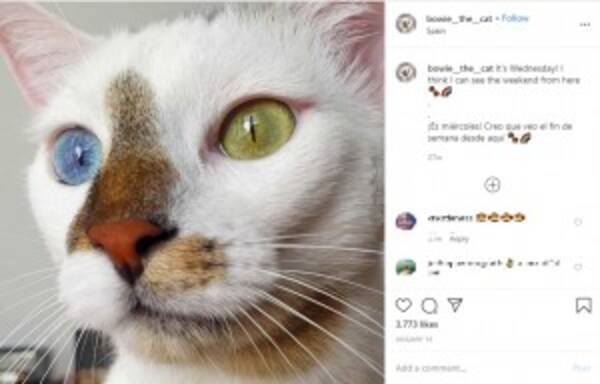 青と緑の美しい瞳を持つオッドアイの猫 ボウイ 名前はあの世界的アーティストから スペイン 年8月1日 エキサイトニュース