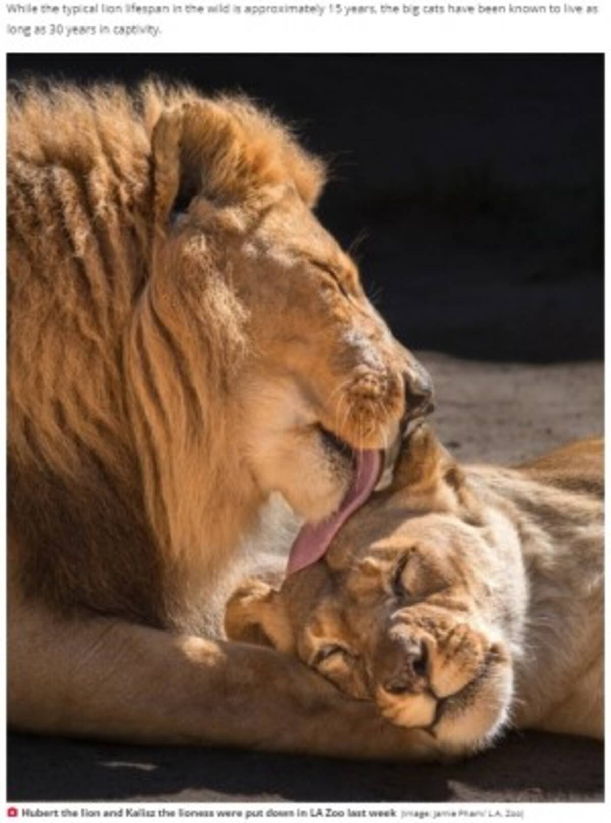 強い絆で結ばれた高齢ライオン夫婦が同時に安楽死 動物園 苦渋の決断だった 米 年8月4日 エキサイトニュース