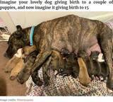「保護した野良犬、居間で15匹の子犬を産む　分娩は11時間（米）＜動画あり＞」の画像1