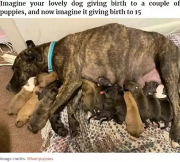 「保護した野良犬、居間で15匹の子犬を産む　分娩は11時間（米）＜動画あり＞」の画像