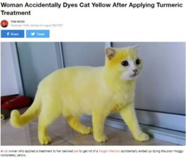 感染症治療のためターメリックを塗られた猫 ピカチュウのような黄色に染まる タイ 年8月26日 エキサイトニュース