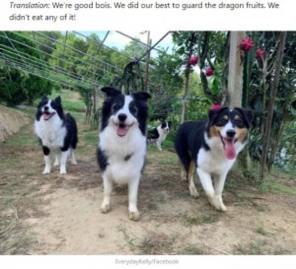 収穫物を守るはずが ドラゴンフルーツを食べてしまった4頭の犬 台湾 年9月6日 エキサイトニュース