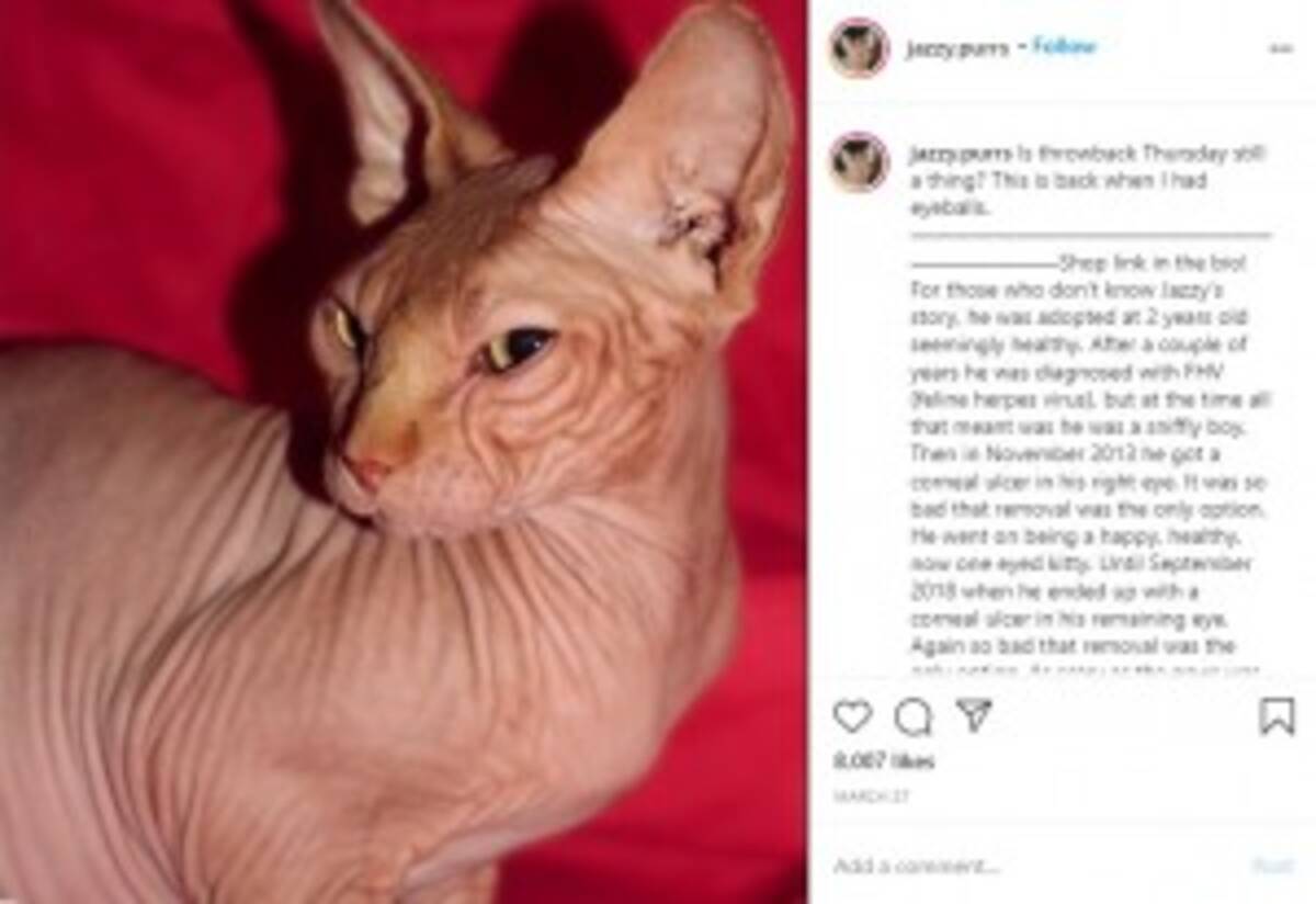 両目を失い脳梗塞を患った猫 内面も外面も美しい 米 年9月23日 エキサイトニュース