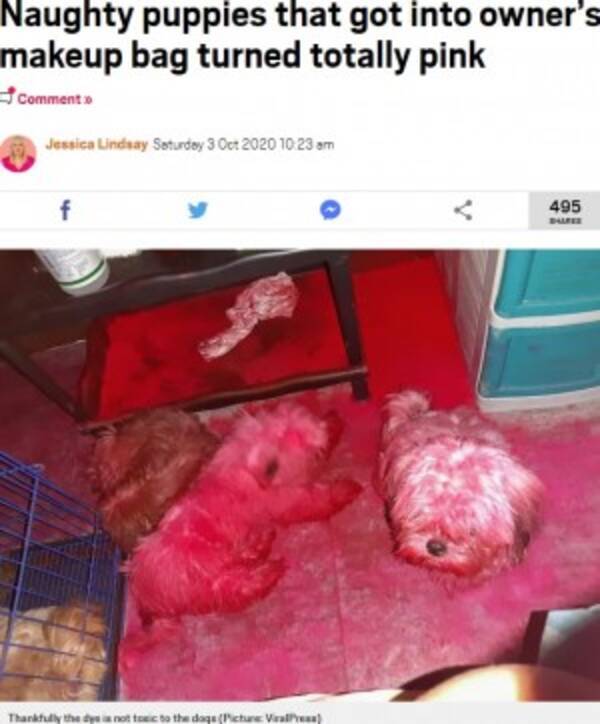 まさか血 ピンク色に染まった3匹のいたずら犬に飼い主唖然 フィリピン 年10月4日 エキサイトニュース