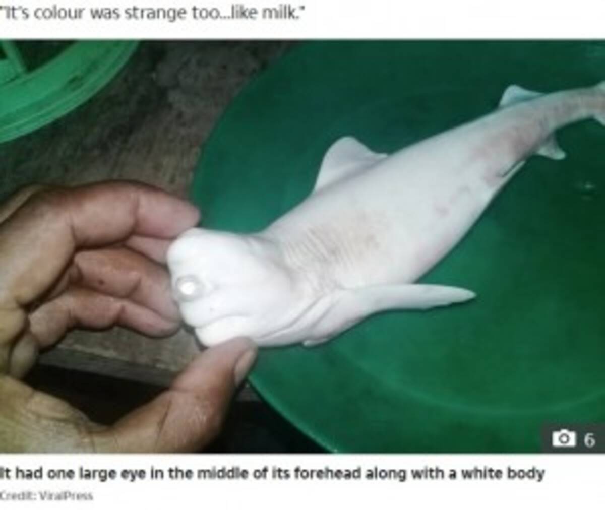 非常に珍しい一つ目の白いサメ 妊娠中の母ザメから発見 インドネシア 年10月16日 エキサイトニュース