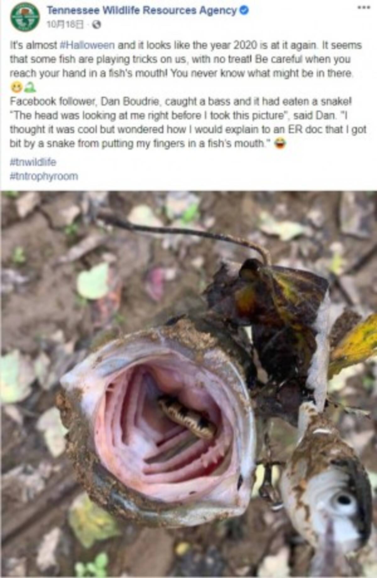 釣った魚に仰天 口から顔を出す蛇 魚の口に指を入れる時は要注意 米 年10月25日 エキサイトニュース