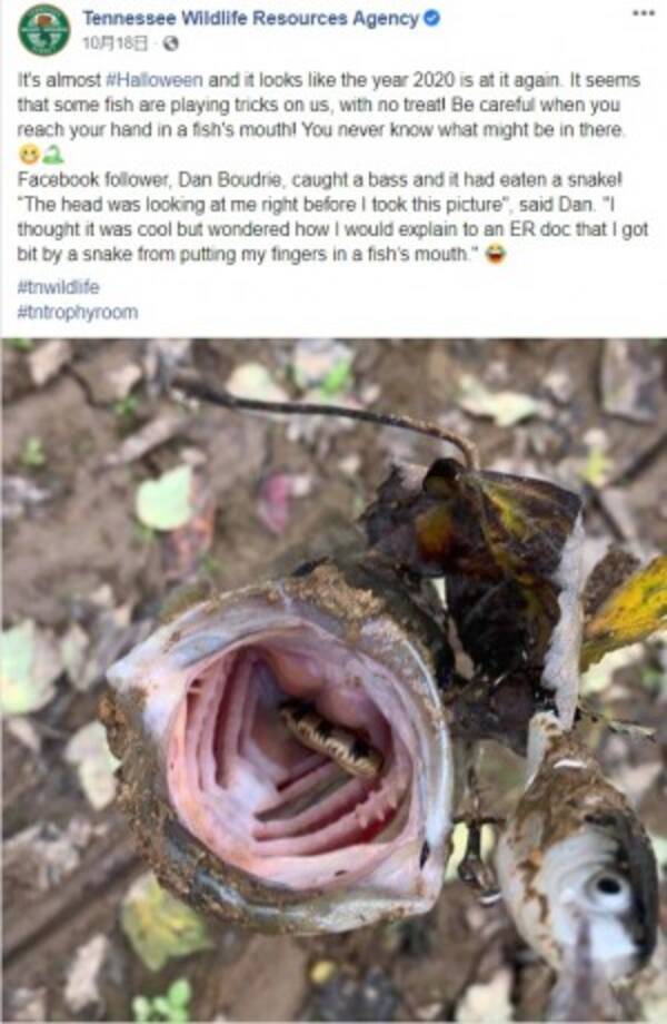 釣った魚に仰天 口から顔を出す蛇 魚の口に指を入れる時は要注意 米 年10月25日 エキサイトニュース