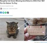 「「あなたの猫に魚を3匹あげました」3日間行方不明だった猫が“借金”を抱えて帰宅（タイ）」の画像1