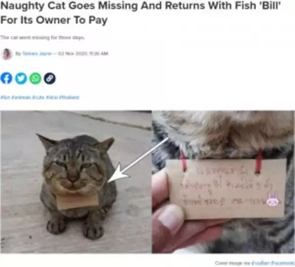 「「あなたの猫に魚を3匹あげました」3日間行方不明だった猫が“借金”を抱えて帰宅（タイ）」の画像
