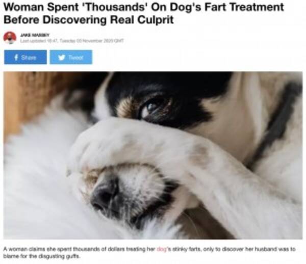 犬の オナラ治療 に数十万円の治療費を支払った女性 臭いの犯人が夫と判明し大激怒 年11月12日 エキサイトニュース