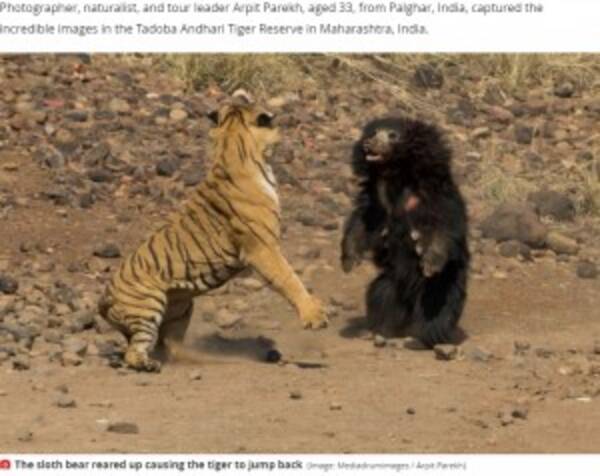 噛まれてもベンガルトラに挑むナマケグマ 壮絶な闘いをカメラが捉えた 印 年11月27日 エキサイトニュース
