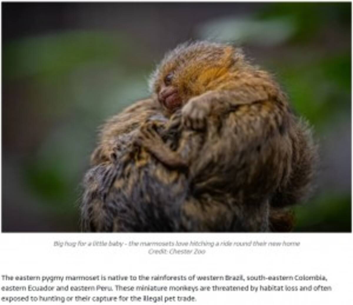 体重10グラムで誕生したピグミーマーモセットの双子を家族全員で子育て イギリスの動物園で 動画あり 年12月6日 エキサイトニュース