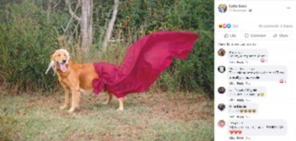 妊娠中の野良犬を保護した女性 マタニティフォトで 動物愛護に関心を持って と訴える 米 年12月19日 エキサイトニュース 妊娠中の野良犬を保護した女性 マタニティフォトで 動物愛護に関心を持って と訴える 米 年12月19日 エキサイトニュース