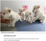 「ホワイトライオンの四つ子が中国の動物園でお披露目　絶滅危惧種としての認知度向上に期待」の画像1