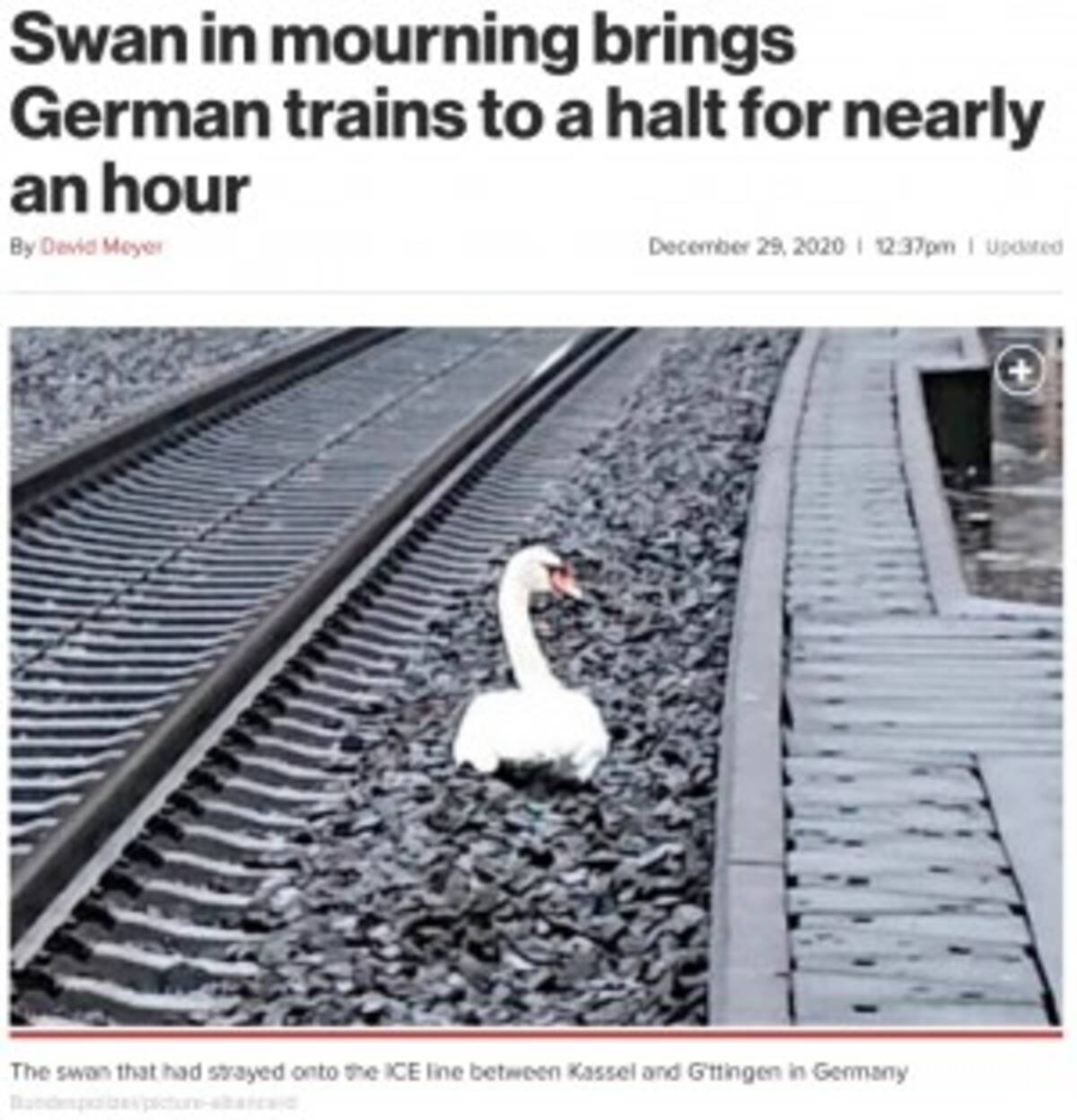 線路で死んだパートナーのそばを離れない白鳥 列車が1時間運行停止に 独 年12月30日 エキサイトニュース