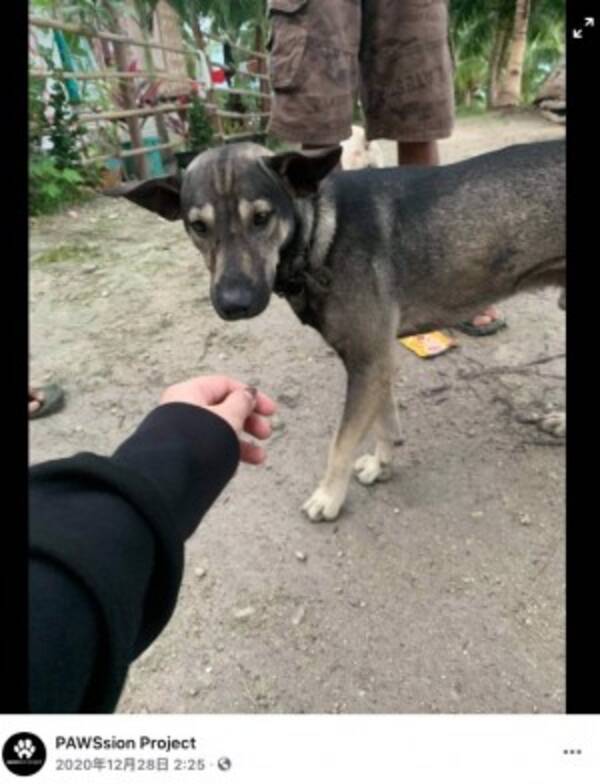 走行中の運転手に吠え続けて 新生児が捨てられていることを伝えた犬 フィリピン 21年1月4日 エキサイトニュース