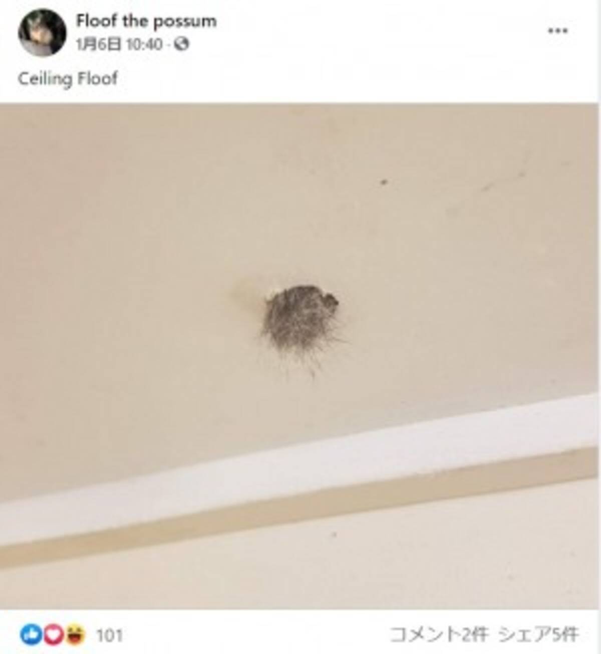 天井から飛び出るフクロギツネの足 住人は 撫でたりして良い関係を築いてます 豪 21年1月11日 エキサイトニュース