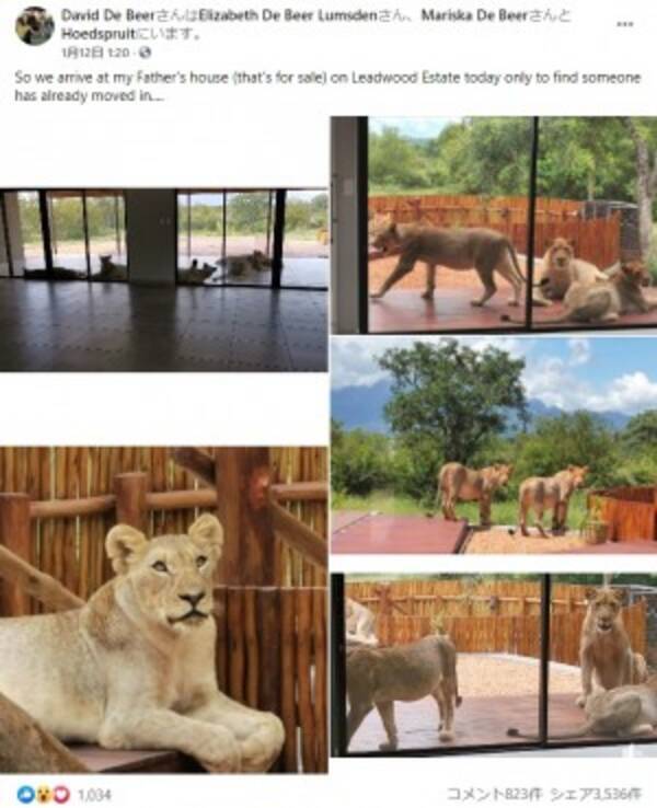 野生保護区内の住宅でベランダにライオンの群れ この家の警備は最強 南ア 動画あり 21年1月17日 エキサイトニュース