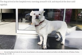 入院した飼い主を病院の外で待つ犬「何度連れて帰っても戻ってきた」（トルコ）＜動画あり＞