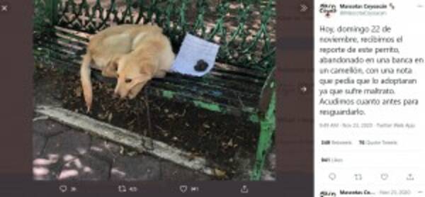 家族がいじめるんだ 引き取って 子供の手紙とともに保護された犬に 第2の人生 メキシコ 動画あり 21年2月3日 エキサイトニュース 家族がいじめるんだ 引き取って 子供の手紙とともに保護された犬に 第2の人生 メキシコ 動画あり 21年2月3日 エキサイトニュース