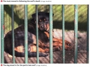 死んだオオカミの代わりに犬を檻に入れて展示　中国の動物園に失笑＜動画あり＞