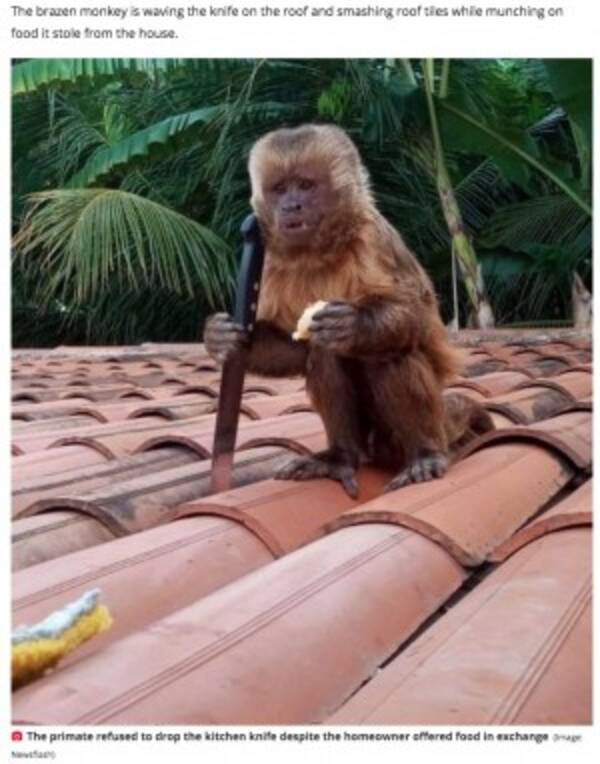 民家で暴れ回る猿 盗んだナイフを掴んで屋根の上から威嚇 ブラジル 動画あり 21年3月9日 エキサイトニュース