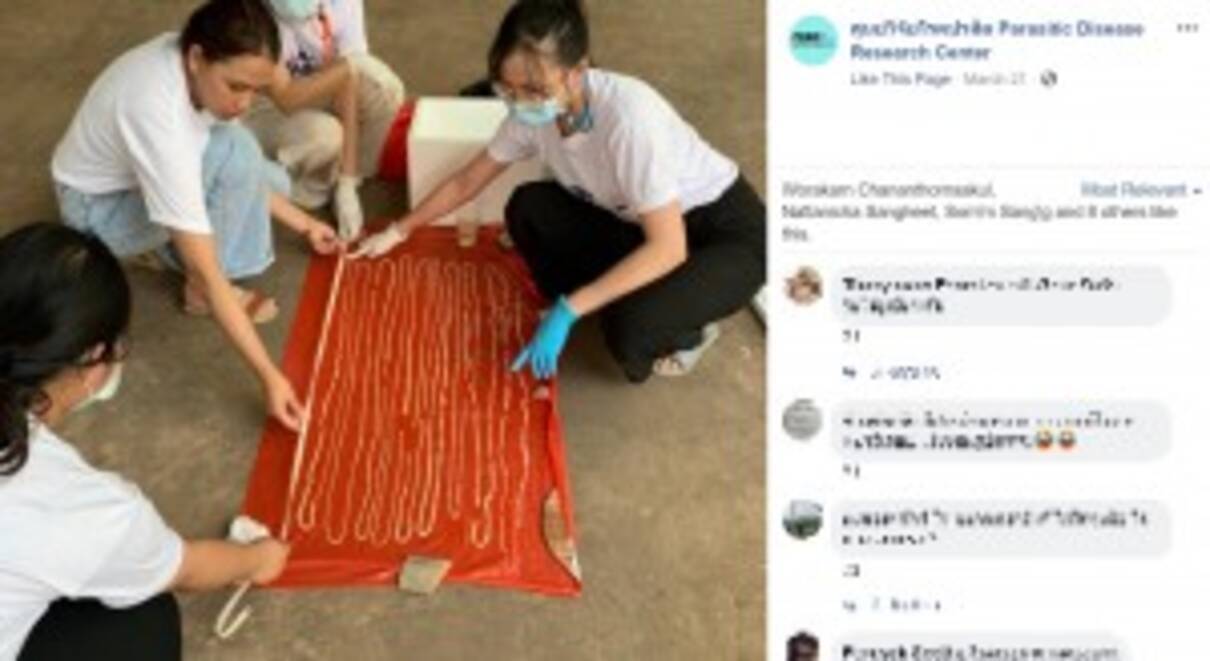 排泄物から長さ18メートルの寄生虫 医師ら タイ国内では過去50年で最長 21年3月27日 エキサイトニュース