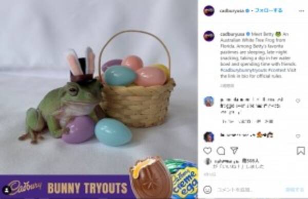チョコレート会社のマスコットにカエルが抜擢 初の両生類採用に期待の声 米 動画あり 21年4月1日 エキサイトニュース