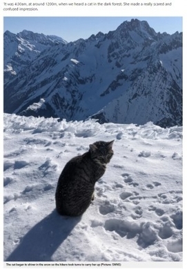 冬の山で2週間迷子だった大型犬 登山客が見つけ担いで下山 アイルランド 動画あり 21年2月10日 エキサイトニュース