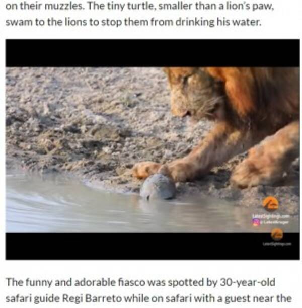 小さなカメがライオンを威嚇 異色の組み合わせにほっこり 南ア 動画あり 21年5月11日 エキサイトニュース