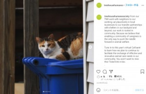 敗者は餌に 大喧嘩をする2匹のネズミと背後から様子を窺う猫 シンガポール 動画あり 年7月23日 エキサイトニュース