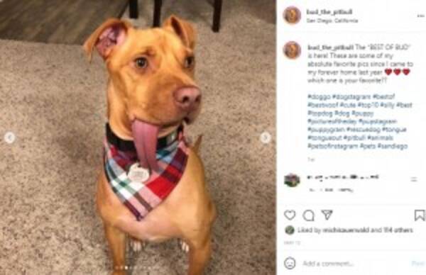 長い舌が地面につく犬 感染症で顎半分を失うも 愛されキャラ と飼い主 米 動画あり 21年5月24日 エキサイトニュース