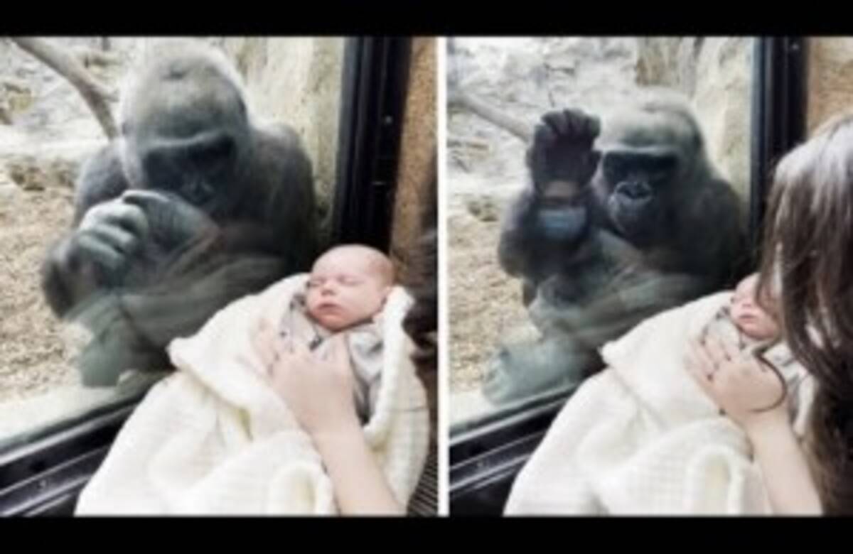 動物園の母ゴリラ 人間の赤ちゃんに興味津々でガラス越しに会話 米 動画あり 21年5月24日 エキサイトニュース