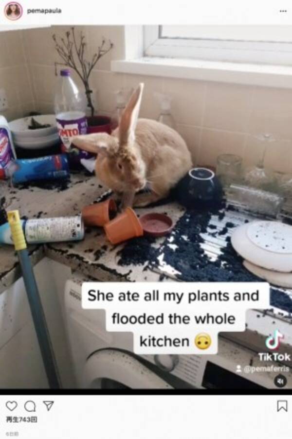 留守中にウサギに台所を泥まみれにされた飼い主 ウサギはおとなしいものだと思った 英 動画あり 21年5月28日 エキサイトニュース