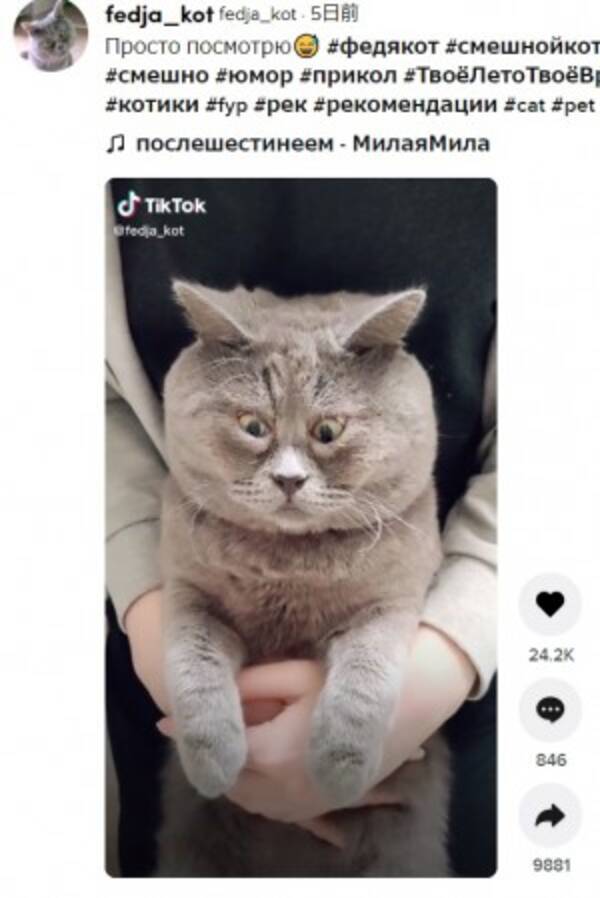 いつでも ビックリ顔 の猫 飼い主 欠かせない大切な個性 と愛を注ぐ 露 動画あり 21年6月19日 エキサイトニュース