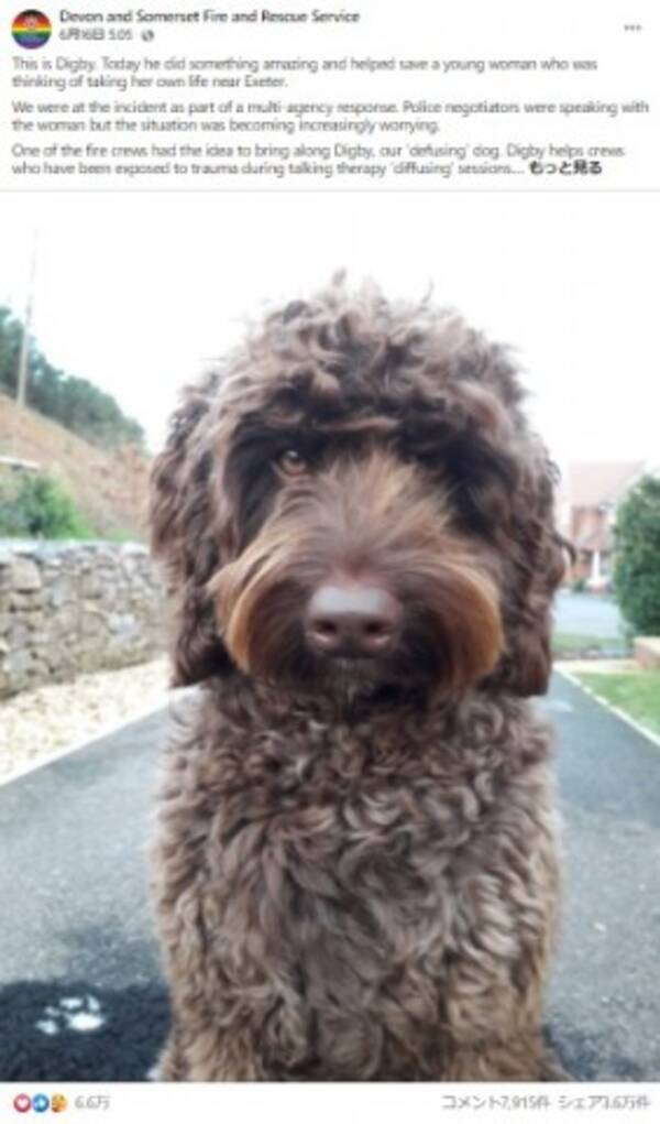 4時間の説得にも応じず飛び降り寸前の女性 切り札で呼ばれたセラピー犬が一瞬にして救う 英 動画あり 21年6月19日 エキサイトニュース