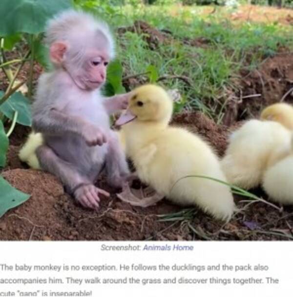 アヒルの赤ちゃん軍団を世話する子ザル 種族を超えて戯れる姿が愛らしすぎる インドネシア 動画あり 21年7月15日 エキサイトニュース アヒルの赤ちゃん軍団を世話する子ザル 種族を超えて戯れる姿が愛らしすぎる インドネシア 動画あり 21年7月15日 エキサイトニュース
