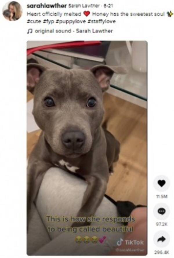 ビューティフル の言葉に反応する犬 心がとろけそう と動画再生回数40万回超 豪 動画あり 21年7月16日 エキサイトニュース ビューティフル の言葉に反応する犬 心がとろけそう と動画再生回数40万回超 豪 動画あり 21年7月16日 エキサイトニュース