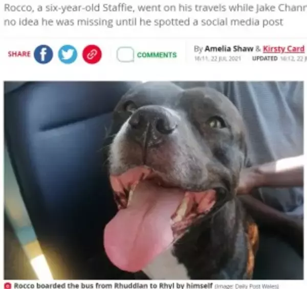 夏のビーチに呼ばれて？　バスに乗って出かけた笑顔の愛犬をSNSで発見、飼い主は唖然（英）