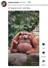 檻の中に落ちたサングラスで遊ぶオランウータン　「動物園にいるには賢すぎる」（インドネシア）＜動画あり＞