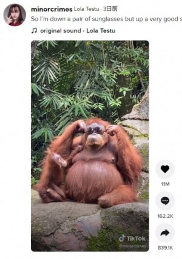 檻の中に落ちたサングラスで遊ぶオランウータン 動物園にいるには賢すぎる インドネシア 動画あり 21年8月7日 エキサイトニュース