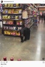 スーパーに思わぬ珍客、野生のクマが買い物客に交じって店内を練り歩く（米）＜動画あり＞